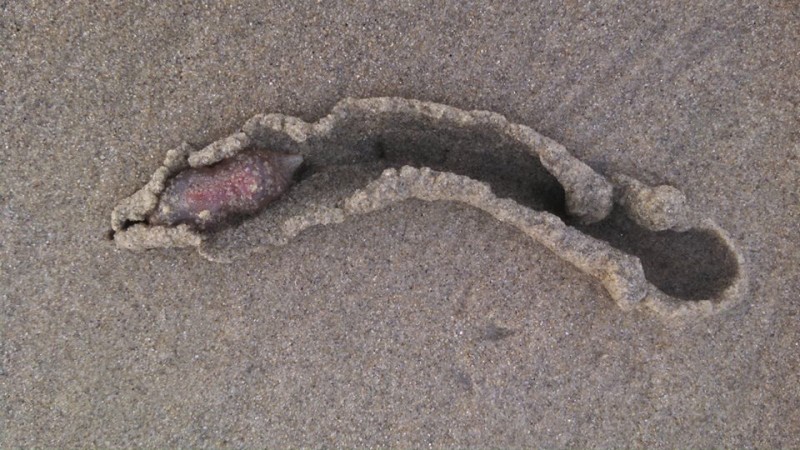 These creatures were finally classified as sea cucumbers by an invertebrate expert. strange creature