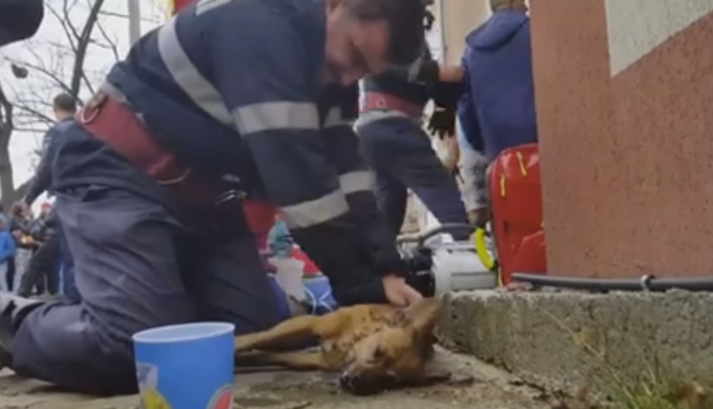 Dog rescued