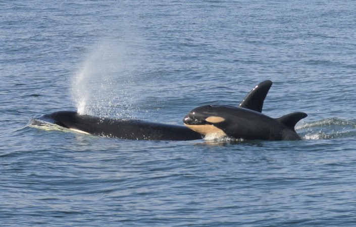 Killer whales
