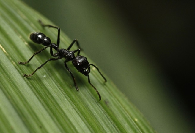 A bullet ant (Paraponera Clavatta) walks on a leaf at the Braullio Carrillo National Park, 50 kilometers (31 miles) east of San Jose, June 5, 2012. Bullet ant, insect, painful, bite,