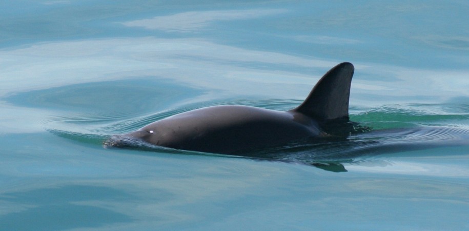 There are less than 60 species of vaquitas in the Gulf of California. In Picture: The vaquita (Phocoena sinus) is a critically endangered porpoise species endemic to the northern part of the Gulf of California. Vaquita