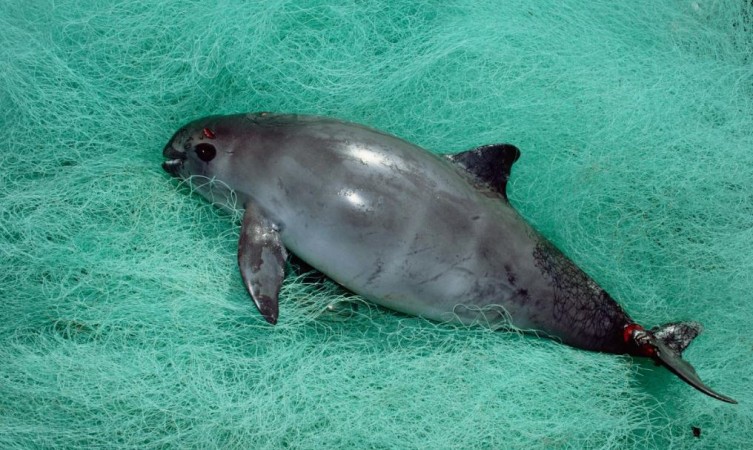 The vaquita end up caught in the gill nets, and drown. The nets are intended to catch the totoaba fish. Vaquita