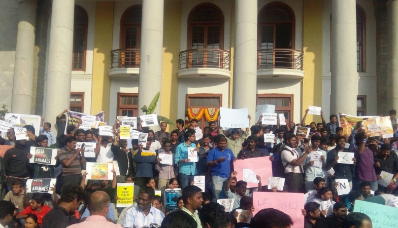 In picture: People demanding the ban on Jallikattu be lifted protest in Bengaluru on Thursday, January 19, 2017. Jallikattu protests in Bengaluru