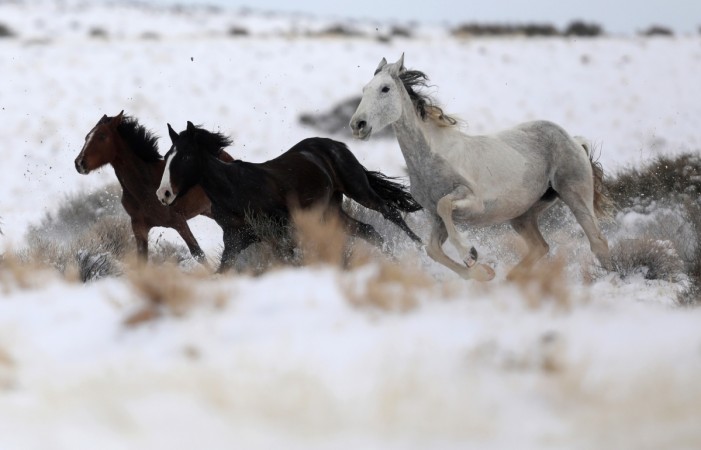 Horses are found to cause more number of deaths than insect and snake bites, a research reveals. horse
