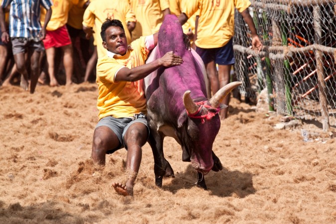 jallikattu ban, jallikattu protest