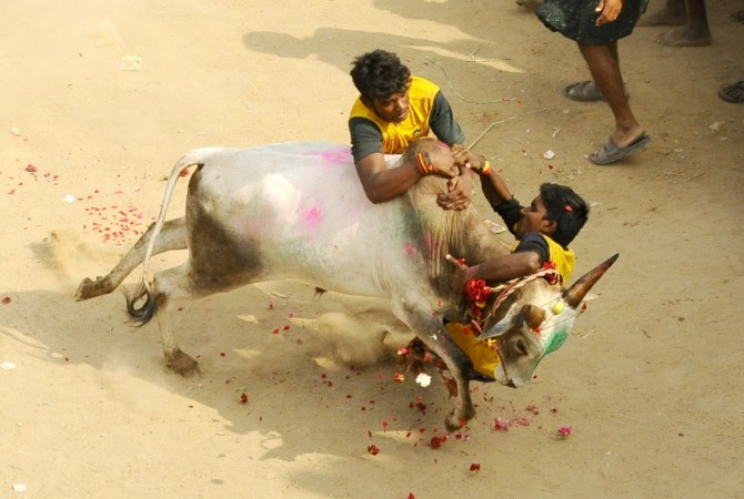 People participate in Jallikattu despite Supreme Court ban in Alanganallure of Madurai, south Tamil Nadu, on Jan 16, 2017. jallikattu, jallikattu protests, tamil nadu politics, bull taming, agriculture crisis in tn, tm cm ops, dmk, aiadmk