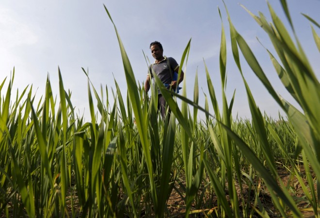 The CCEA has approved Rs 85 per quintal hike in wheat MSP to Rs 1,925 per quintal for the 2019-20 rabi crop, up from Rs 1,840 per quintal last year. India wheat crop