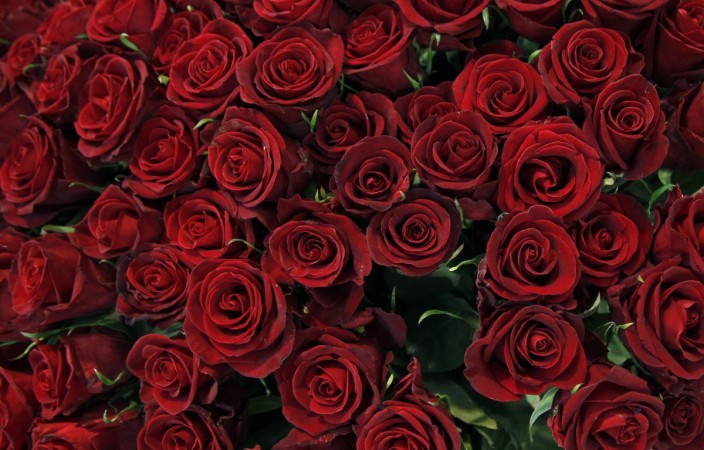 Surprise a loved one with roses on Valentine's Day 2019 valentine's day, valentine's day 2017, roses, rose exporters, valentine's day greetings, valentine's day messages, india flower exports, hosur, columbia, trump protectionism