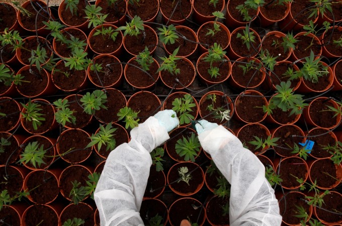 Cannabis. weed, grow your own weed