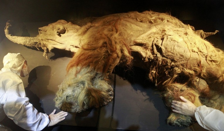   Woolly mammoth, extinct species, resurrection, genetics 