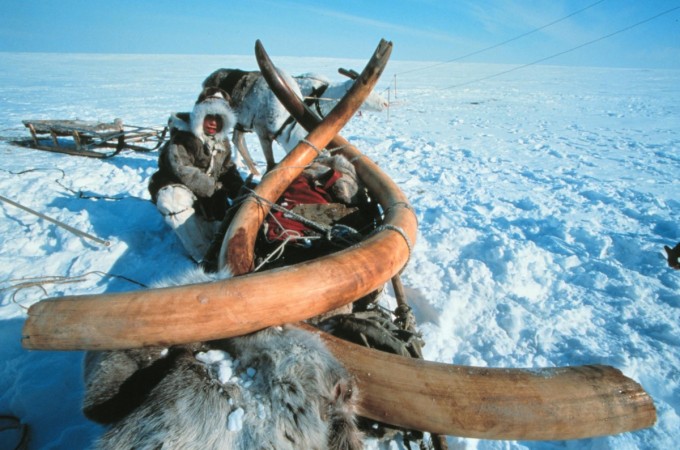 Scientists dug up an entire 23,000-year old woolly mammoth,on on October 20, 1999, with the tusks shown here being loaded at the Jarkov site in this undated photo, from the Siberian permafrost and transported it intact and still frozen. woolly mammoth, extinction, extinct species, resurrection,