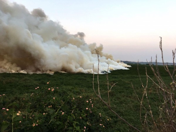 Grass near Bellandur Lake catch fire in Bengaluru on Feb 16, 2017. Bellandur Lake catch fire in Bengaluru