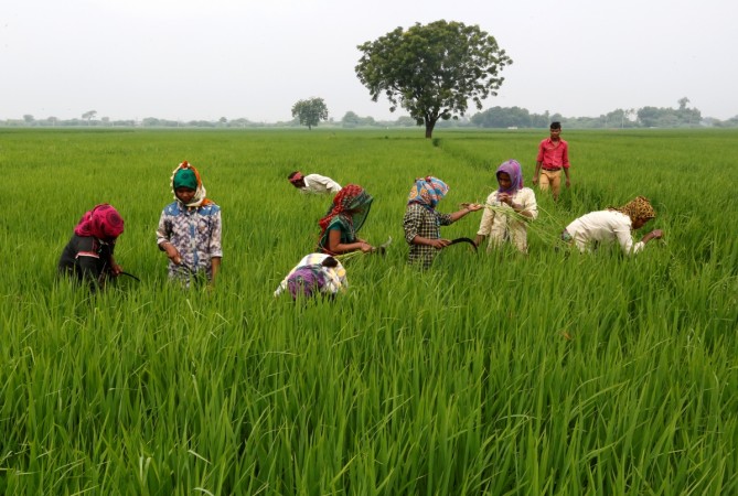 Labourers remove dried grass from a rice field on the outskirts of Ahmedabad, India, August 30, 2016. Picture taken August 30, 2016 (representational image). farm loan waiver karnataka, farm loan waiver modi, agricultural loans, bank loans to farmers, drought in karnataka, drought in tn, farm loans, sbi, pnb, bank of baroda