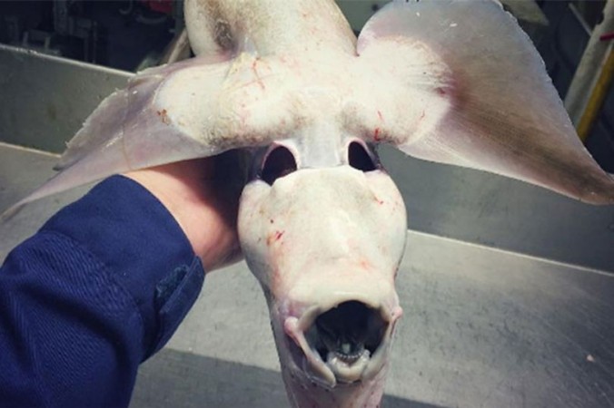 Russian fisherman Roman Fedortsov captured this never seen before bizarre fish species from Barents Sea north of Russia. Roman Fedortsov, Russian, fisherman, fish, bizarre, strange, species,