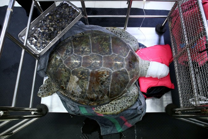 Omsin, a 25 year old femal green sea turtle, rests next to a tray of coins that were removed from her stomach at the Faculty of Veterinary Science, Chulalongkorn University in Bangkok, Thailand March 6, 2017. green sea turtle, Omsin, coins, operation, Bangkok,