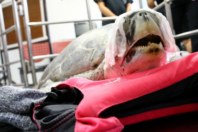 Omsin, a 25 year old female green sea turtle, rests after a surgical operation to remove coins from her stomach at the Faculty of Veterinary Science, Chulalongkorn University in Bangkok, Thailand March 6, 2017 green sea turtle, coins, Omsin, Bank, Bangkok, surgery,