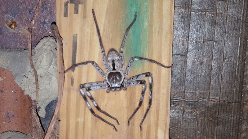 Giant huntsman spider along with hundreds of spiderlings spotted by