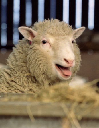 Sheep embryo injections, women, beauty tips, wrinkles,
