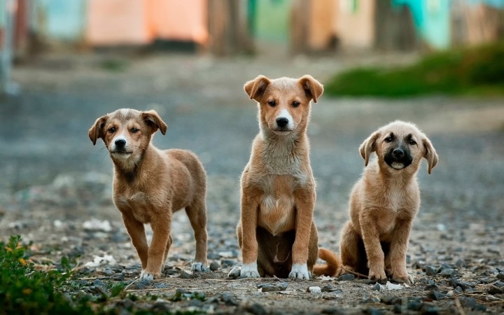 Do not feed dogs and cats them leftover food at any cost. Do not leave milk out for cats as it tends to spoil in the heat Summer tips, top tips this summer, beat the heat, tips to protect animals in summer, how to help animals this summer, Pet care in summer, taking care of snakes. taking care of birds, cat care in summer