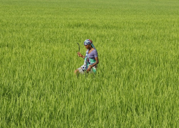 A farm worker looks for dried plants to remove in a paddy field on the outskirts of Ahmedabad, India, September 8, 2015. indian farmer, farm loan waiver, up govt waives farm loans, bjp kisan morcha, congress govt, bank loans, rbi governor urjit patel