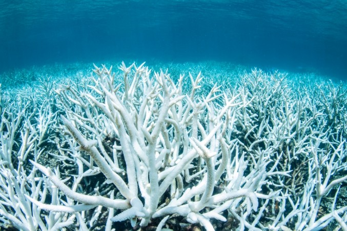 Bleached coral is photographed on Australia's Great Barrier Reef near Port Douglas, February 20, 2017 in this handout image from Greenpeace. coral reef, bleaching, marine life, environment,