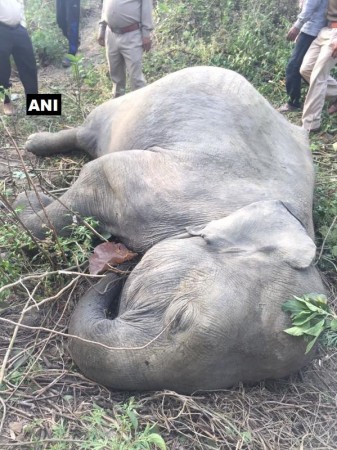 Elephant cubs die after being hit by Ranikhet Express in Uttarakhand Two elephant cubs dies in Uttarakhand after being hit by Ranikhet Express