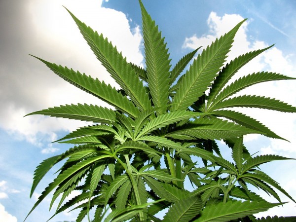 Weed, marijuana, meteorite, hoax