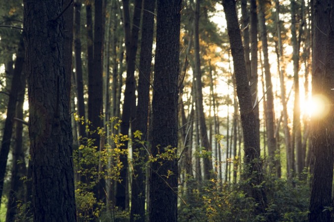 Protected forest land and the environment at large seems to be under severe stress Forests