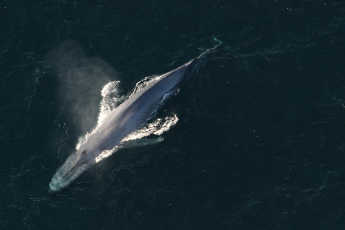 34-million-year-old Fossil provides Baleen Whales Had Teeth And Gums