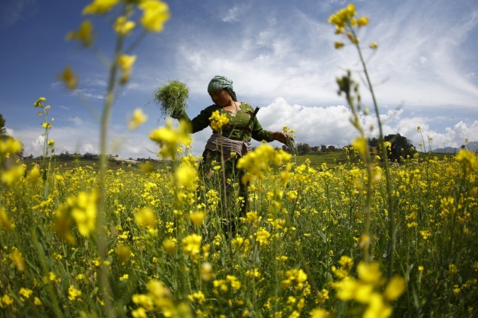 A woman works in the mustard fields of Khokana in Lalitpur, March 18, 2015 Mustard field