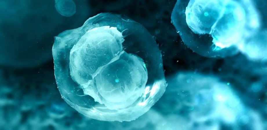 Infertile mice gave birth to healthy babies with the help of artificial 3D printed ovaries. fertility, 3D printed ovary, ovary, reproduction, pregnancy, health,