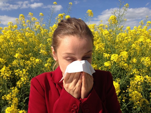 pollen allergy, sinus, asthma, nasal allergies, allergy, health,