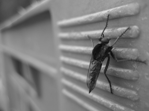 mosquitoes, insects, insect repellents, monsoon, rain, sickness,