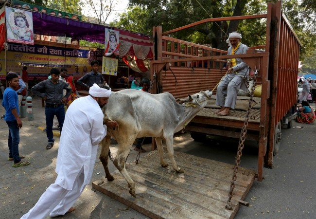 Men load a cow onto a truck in the Jantar Mantar area of New Delhi (Representational image) Cow, cow slaughter, cattle slaughter, beef ban