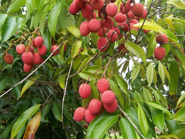 Litchi fruit. litchi, bihar litchi producing state, agriculture, litchi farming, litchi in india, litchi juice