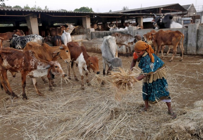 cow slaughter, cow slaughter ban, beef ban