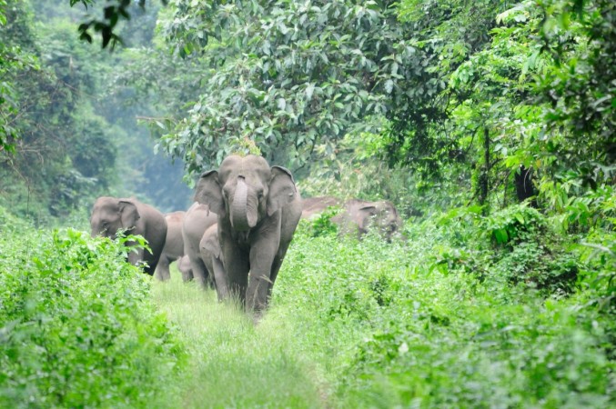 Hell is Here: Heartbreaking photo shows mother and baby elephant set on ...