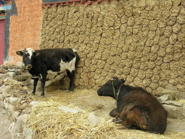 cow dung cow dung