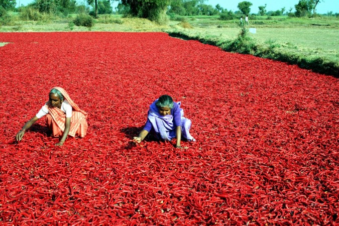 Indian women spread red chillies across a surface for drying at Sertha village on the outskirts of Ahmedabad. quick india updates, india spices, export of chilli, export of pepper, india spices exports, tcs agm, stock markets, stocks at 52 week high, daily fuel prices, inauguration of bangalore metro