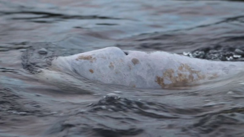 Stranded beluga whale returned to its family in bi-national rescue