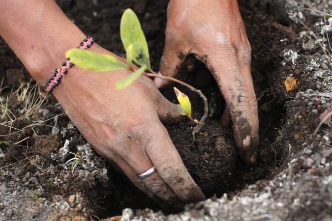 (Representational Image) Afforestation