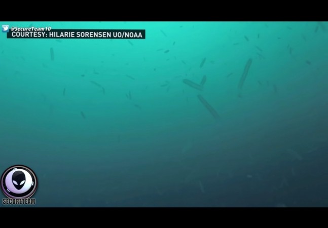 sea creatures, pyrosomes, alien creature, weird,West Coast,