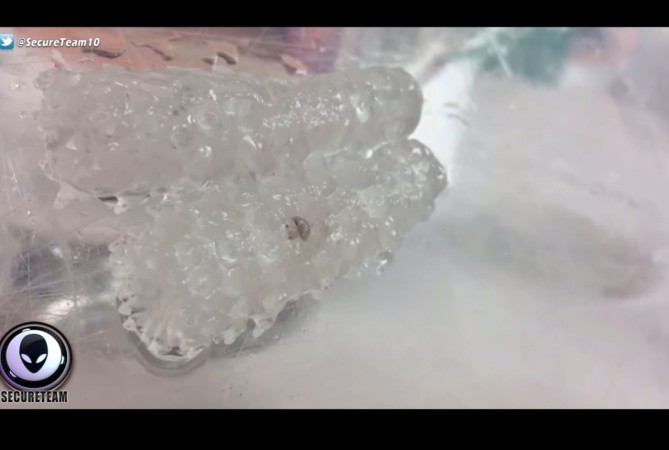 sea creatures, pyrosomes, alien creature, weird,West Coast,