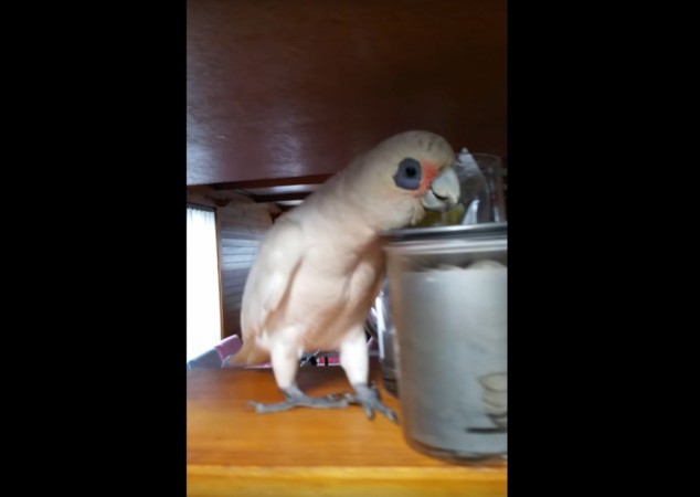Eric the bird, Eric the legend, viral video, funny, weird,