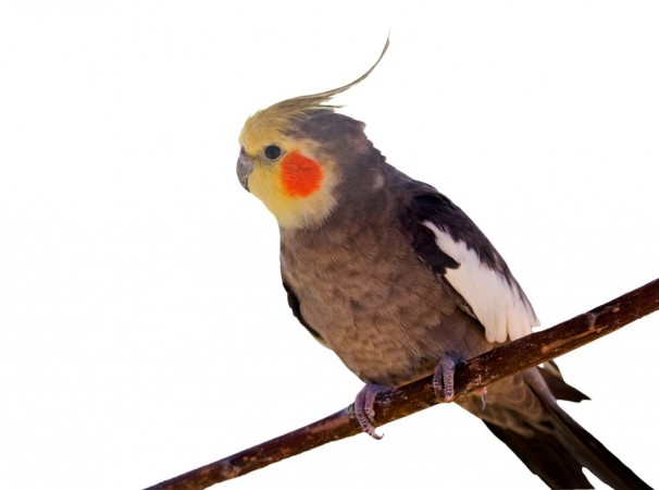 Cockatiels , birds, birdie, singers, artists, cute, Adele, Rihanna, Star Wars,