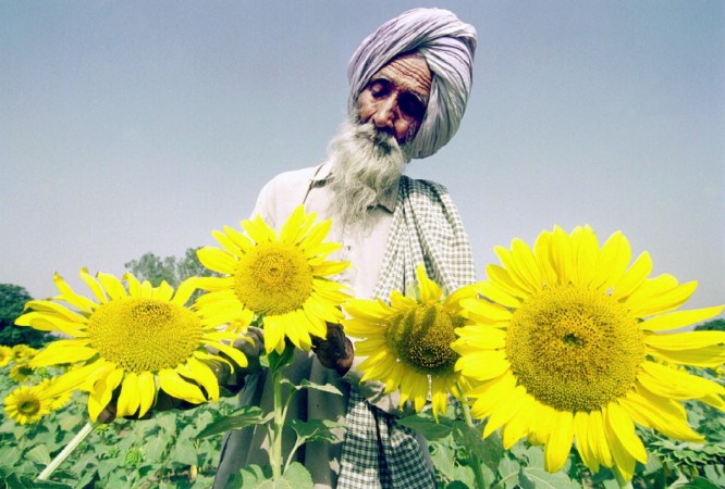 BLOOMS OF HOPE: A farmer inspects his sunflower crop near the city of Chandigarh in Punjab in this file photo. The GST Council's decision on Saturday to slash rates on fertiliser from 12 percent to 5 percent is expected to make prices of this vital agricultural input cheaper and benefit farmers to the tune of Rs 1,261 crore. REUTERS/Dipak Kumar Farmer sunflower