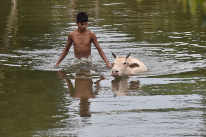 An Indian villager walks cattle through floodwater at Buraburi village in Morigaon district in the northeastern state of Assam on July 12, 2017. Assam Floods