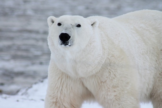 polar bear, mass extinction, environment,