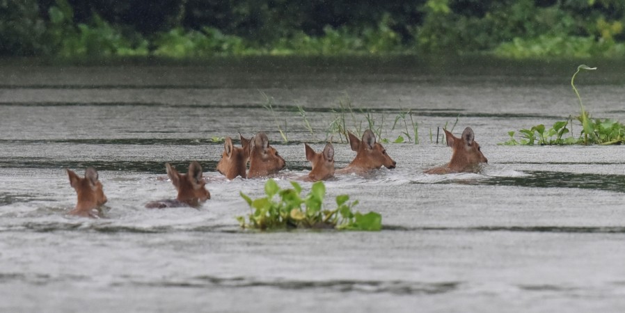 A herd of Indian hog deer swims through flood waters at Kaziranga National Park, about 250 kilometres east of Guwahati, on July 10, 2017. Assam Floods
