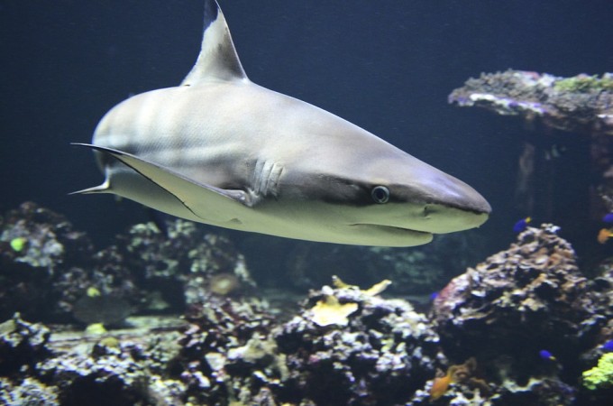 (Picture for representation) Atlantic sixgill shark has been declared as a new species. shark, greenland shark, life longevity, health,